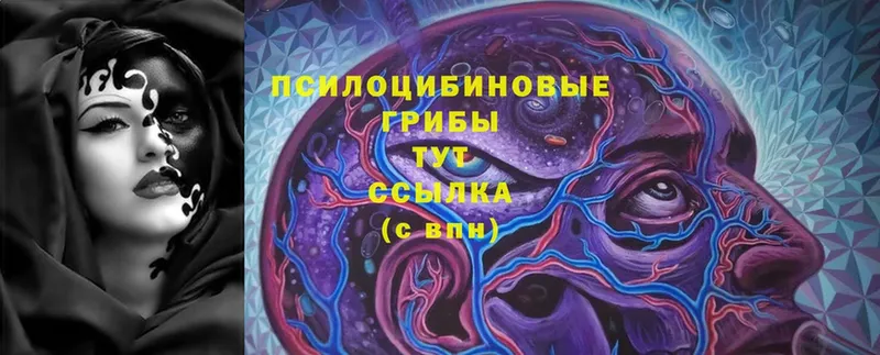 Галлюциногенные грибы Psilocybine cubensis  Волчанск 